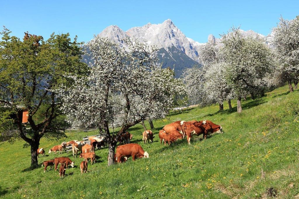 Oberdeutinghof Apartment Saalfelden ภายนอก รูปภาพ